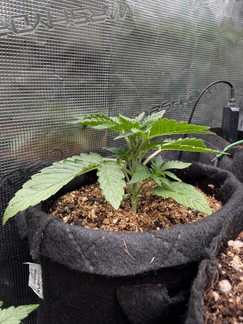 Runtz auto 2. Week 2