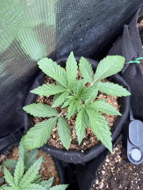 Runtz Auto. Week 2