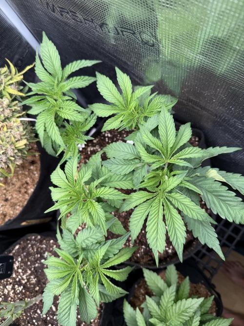 Lemon Cherry Gelato. Week 7
