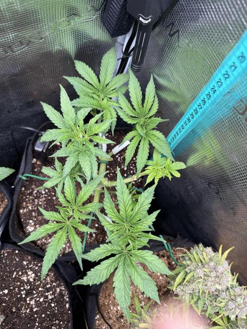 White Russian Runtz). Week 5