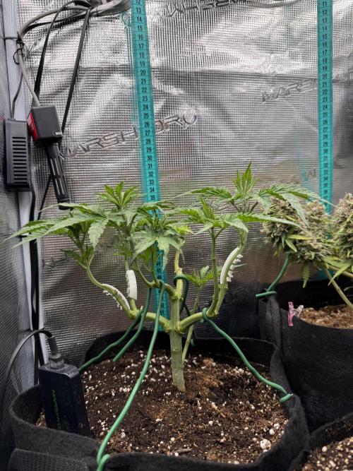 White Russian Runtz). Week 5