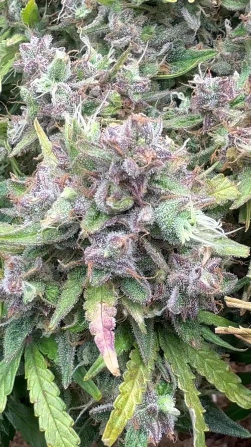 Hasse Grow Box