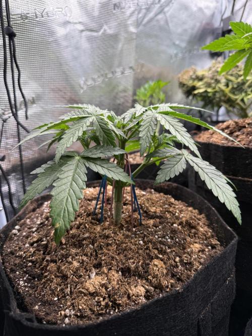 Northern lights auto Spirit Seeds. Week 4