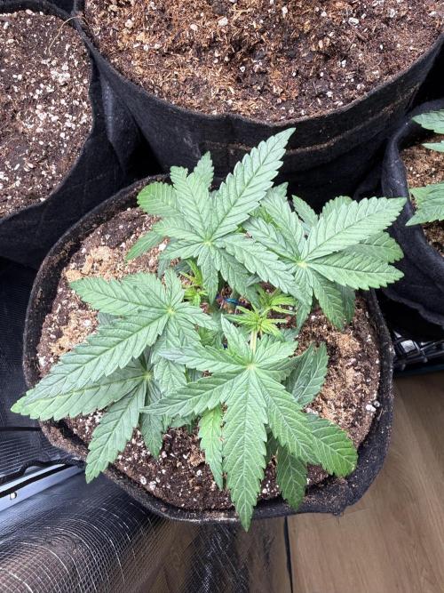 Northern lights auto Spirit Seeds. Week 4