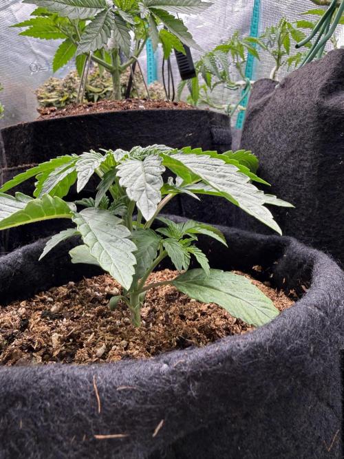 Runtz auto 2. Week 2