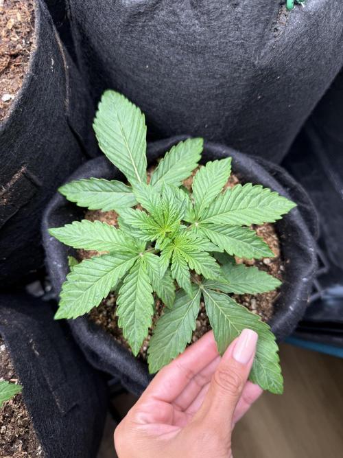 Runtz Auto. Week 2