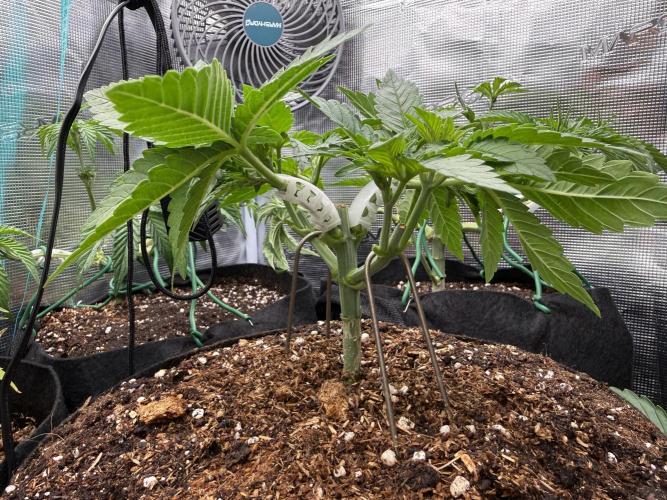 Time to experiment my theory on auto. Week 3