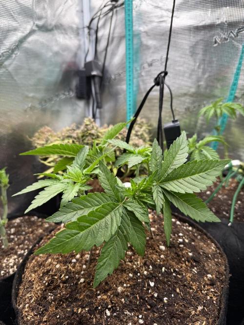 Time to experiment my theory on auto. Week 3
