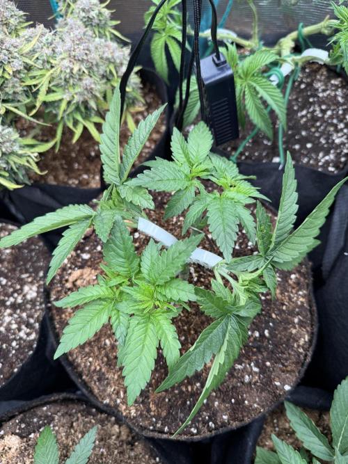 Time to experiment my theory on auto. Week 3