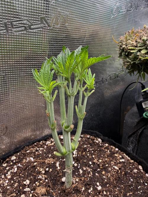 all eyes on weed. Week 4