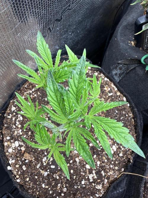 all eyes on weed. Week 4
