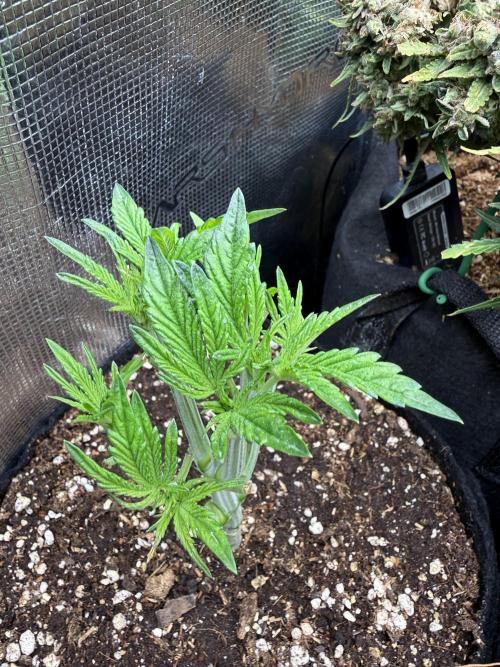 all eyes on weed. Week 4