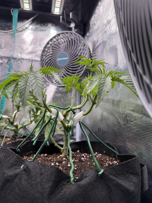 White Russian Runtz). Week 6