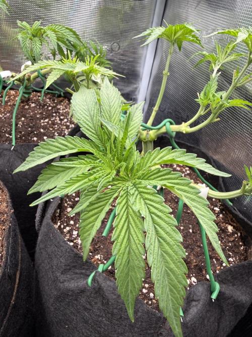 White Russian Runtz). Week 6