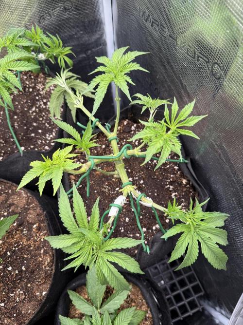 White Russian Runtz). Week 6