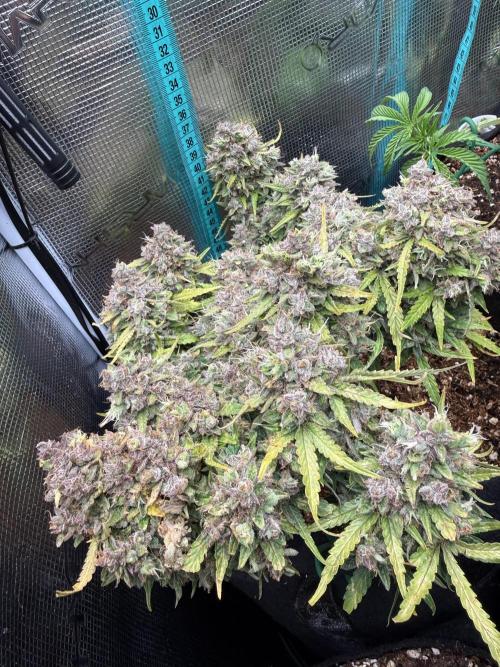 La semilla de mi hijo.My sons choice. Week 12