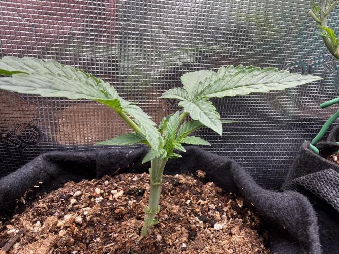 Runtz auto 2. Week 2 - Topping done