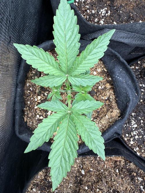 Runtz Auto. Week 2