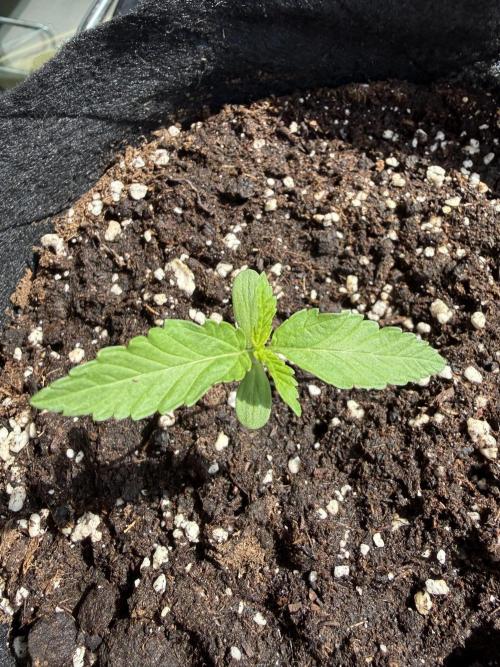 Outdoor experience GG4#. Week 2 - 8 day