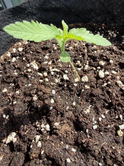 Outdoor experience GG4#. Week 2 - 8 dia