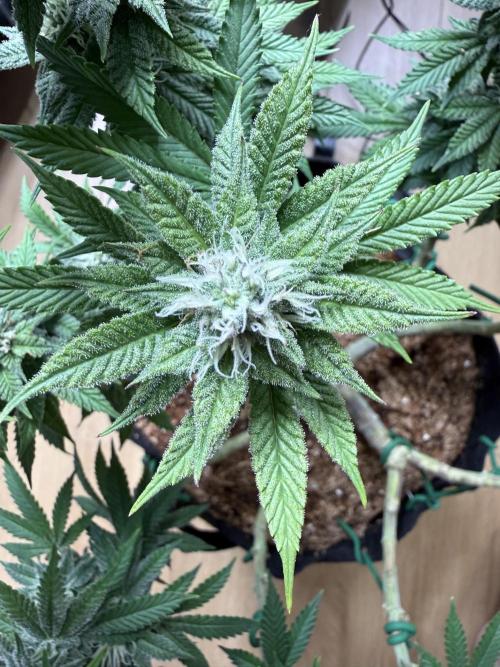 Primera fotopereodica GG4#. Week 12