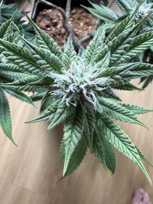 Primera fotopereodica GG4#. Week 12