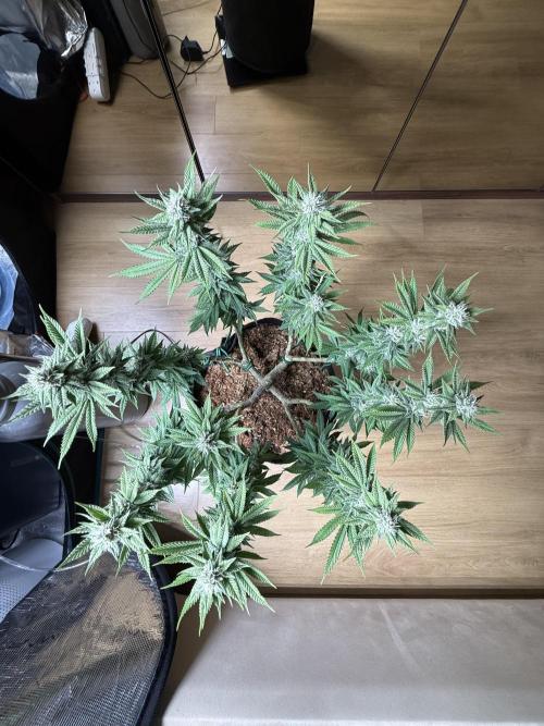 Primera fotopereodica GG4#. Week 12