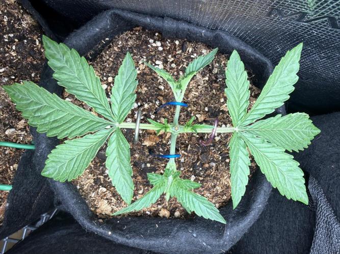 Runtz auto 2. Week 2 - LST done