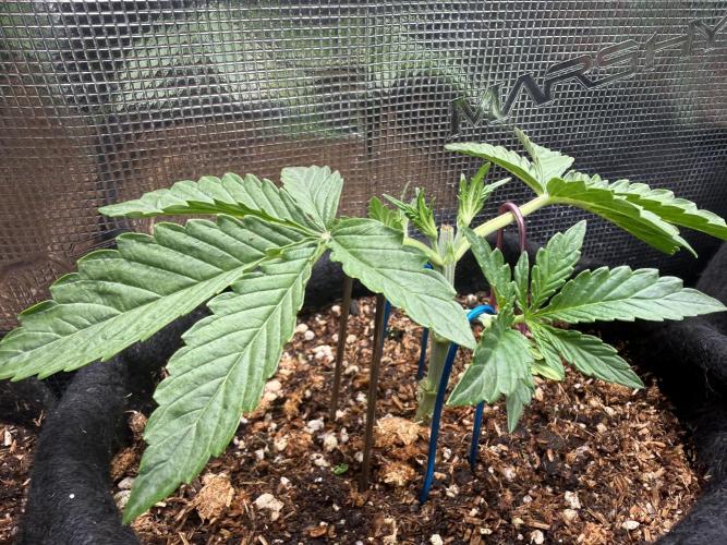 Runtz Auto. Week 2