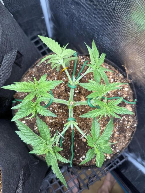 Time to experiment my theory on auto. Week 4