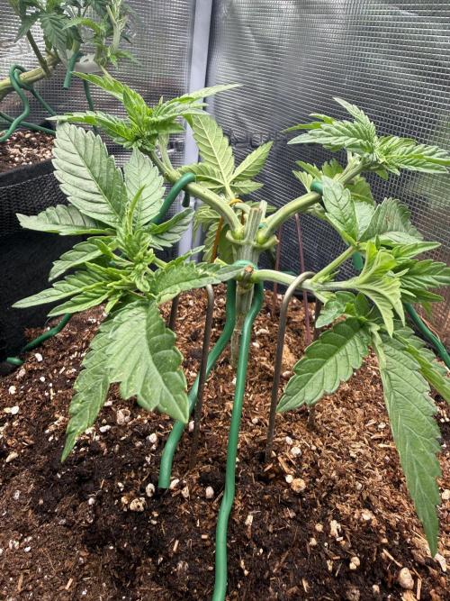 Time to experiment my theory on auto. Week 4