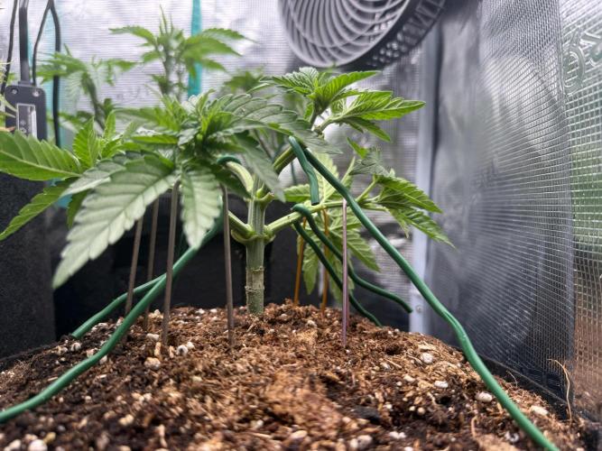 Time to experiment my theory on auto. Week 4