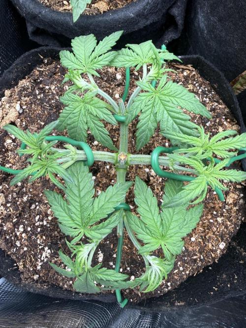 Northern lights auto Spirit Seeds. Week 4