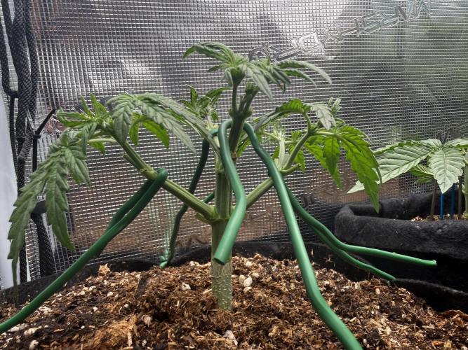 Northern lights auto Spirit Seeds. Week 4