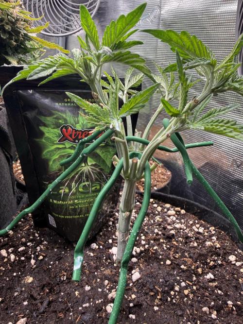 all eyes on weed. Week 5