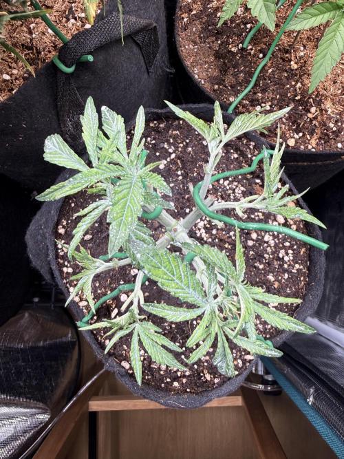 all eyes on weed. Week 5