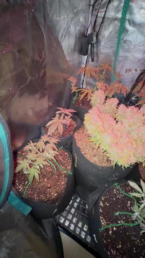 Hasse Grow Box