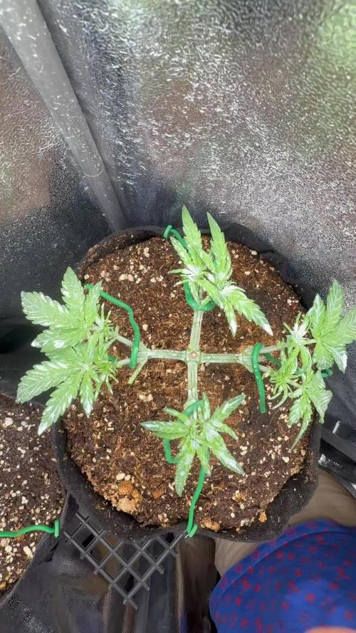 Northern lights auto Spirit Seeds