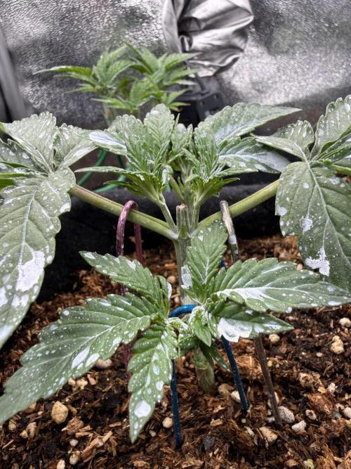 Runtz auto 2. Week 2