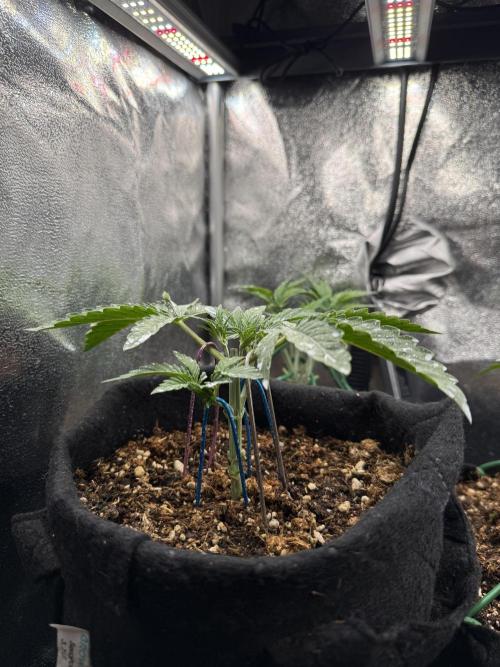 Runtz auto 2. Week 2