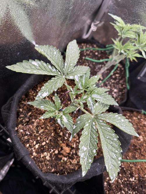 Runtz Auto. Week 2