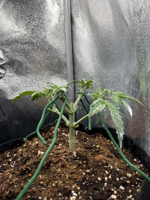 Northern lights auto Spirit Seeds. Week 3