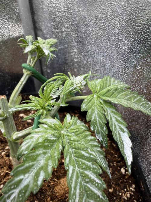 Northern lights auto Spirit Seeds. Week 3