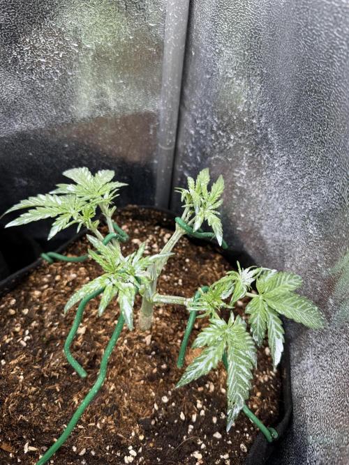 Northern Lights Auto. Week 3