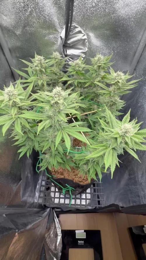 Hasse Grow Box