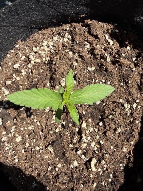 Outdoor experience GG4#. Week 2 - 9 days