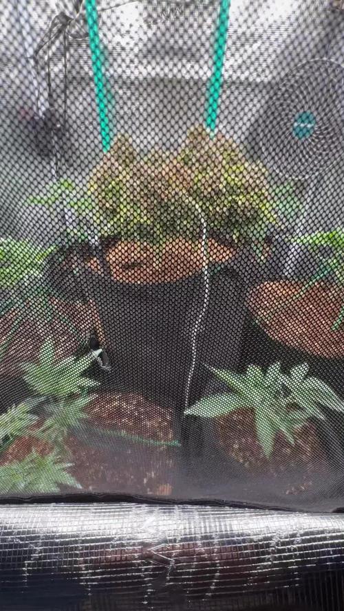 Hasse Grow Box