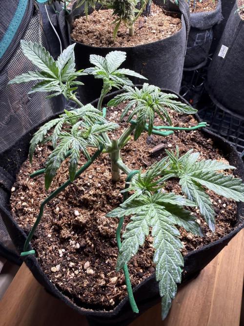 Northern lights auto Spirit Seeds. Week 4