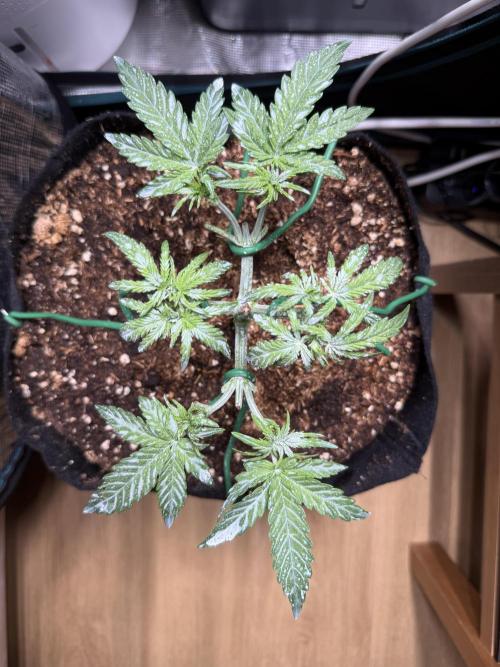 Northern Lights Auto. Week 4