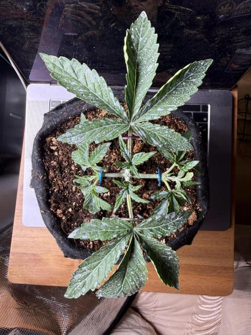 Runtz auto 2. Week 2 - waiting next week topping